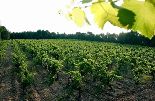 Domaine du Devès